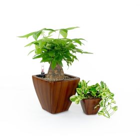 2-Pack Smart Self-watering